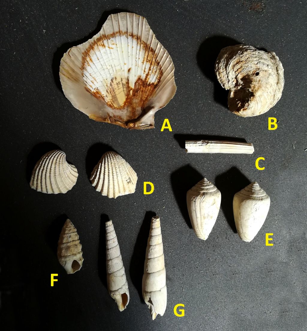 Aiuto determinazione molluschi fossili (?)